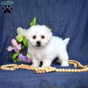 Cadbury (Tiny), Bichon Frise Puppy